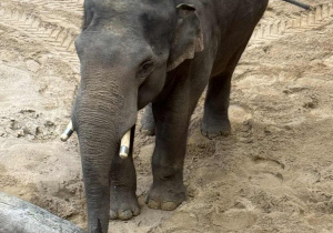 Zdjęcie przedstawia dzieci w orientarium