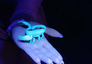 skorpion w świetle UV