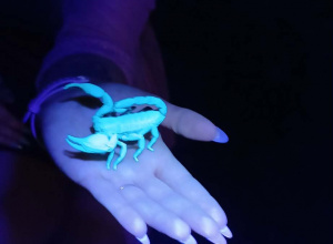 Niezwykłe odwiedziny