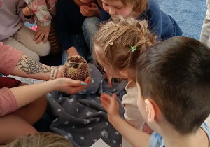 dzieci przyglądające się zwierzętom