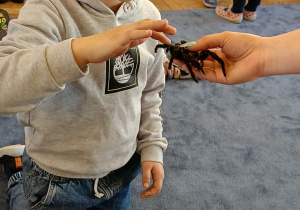 dzieci przyglądające się zwierzętom