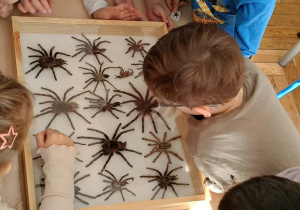 dzieci przyglądające się zwierzętom