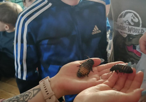 dzieci przyglądające się zwierzętom