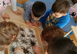 dzieci przyglądające się zwierzętom