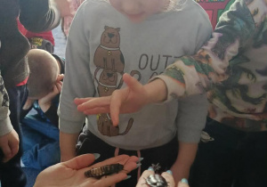 dzieci przyglądające się zwierzętom