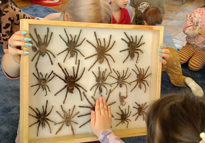 dzieci przyglądające się zwierzętom