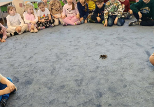 dzieci przyglądające się zwierzętom