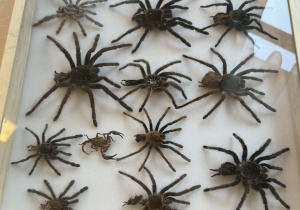 Zdjęcie przedstawia dzieci w trakcie spotkania ze zwierzętami