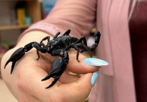 Zdjęcie przedstawia dzieci w trakcie spotkania ze zwierzętami