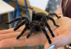 Zdjęcie przedstawia dzieci w trakcie spotkania ze zwierzętami