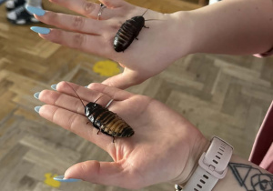 Zdjęcie przedstawia dzieci w trakcie spotkania ze zwierzętami