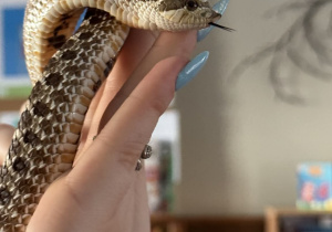 Zdjęcie przedstawia dzieci w trakcie spotkania ze zwierzętami