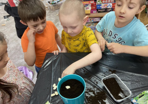 Zdjęcie przedstawia dzieci które wysiewają rośliny